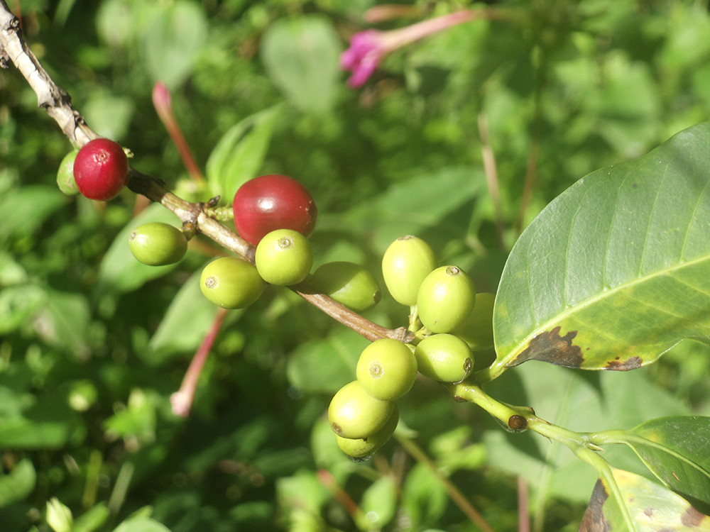 Coffee of the Month - November 2024 Colombia, La Laguna