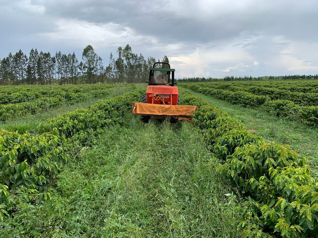 1X10 Pumphreys Nespresso Compatible Pods - Image 5