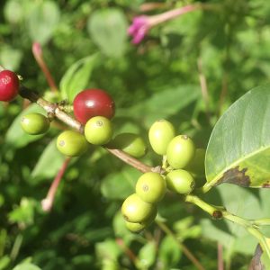 Coffee of the Month - November 2024 Colombia, La Laguna