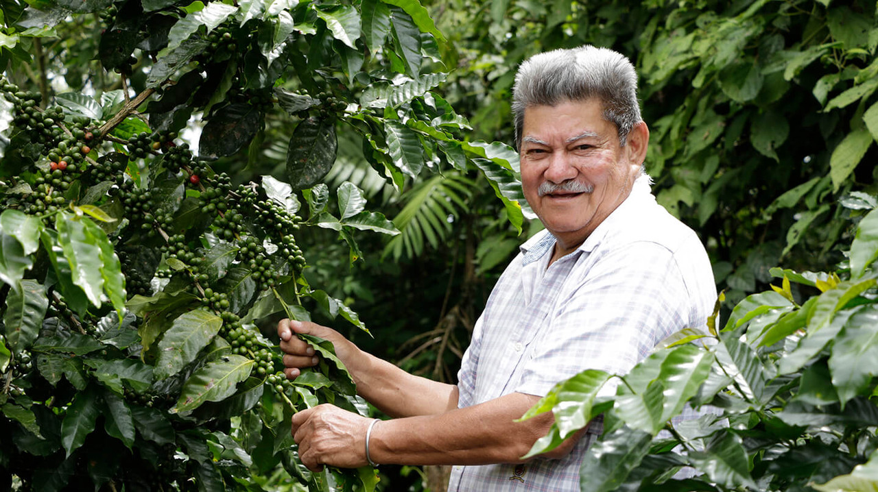 Coffee of the Month - November 2024 Colombia, La Laguna - Image 2