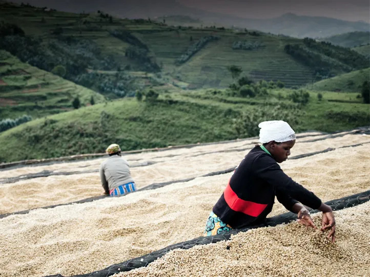 Coffee of the Month - August 2024 - Rwanda, Fully Washed 15+ - Image 2