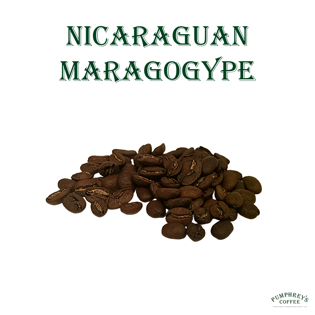 Coffee of the Month - October 2024 Nicaraguan Maragogype