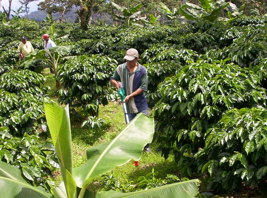 Coffee of the Month - October 2024 Nicaraguan Maragogype - Image 3