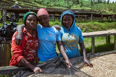 Coffee of the Month - August 2024 - Rwanda, Fully Washed 15+ - Image 3